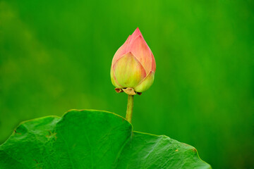 The background is the lotus leaf and pink lotus flower. A peace scene in the countryside, Thailand