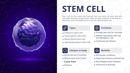 Structure, Function and Types of Stem Cell- Vector Image Design © BonkersArt
