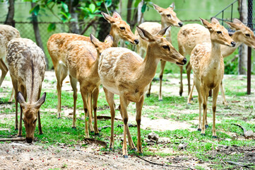 Naklejka na ściany i meble Deer in the open zoo in Thailand 