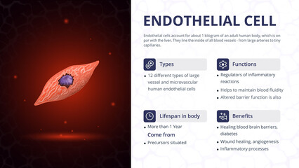 Structure, Function and Types of Endothelial Cell -Vector Image Design - obrazy, fototapety, plakaty