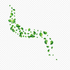 Olive Foliage Falling Vector Transparent