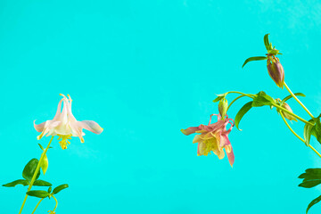 Twigs of aquilegia on a pale blue background. spring flowers. Copy space