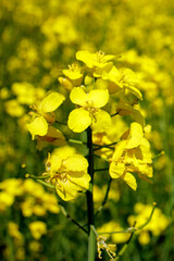 Close up blooming rapeseedin agricultural field. Rapeseed is grown for the production of animal feeds, vegetable oils and biodiesel