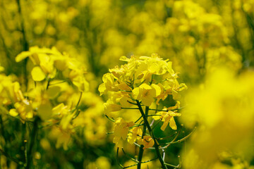 Close up blooming rapeseedin agricultural field. Rapeseed is grown for the production of animal feeds, vegetable oils and biodiesel