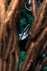 A banded fish in a gorgonna