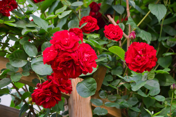 Rosal rojo creciendo alrededor de una pérgola de madera