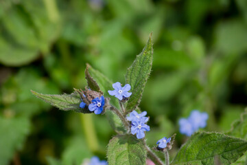 La lengua de buey (Pentaglottis sempervirens)