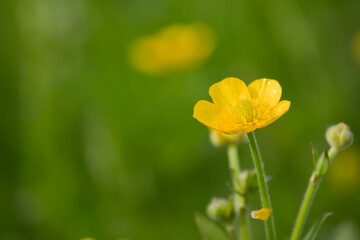 Obraz premium Ranunculus acris, comúnmente botón de oro