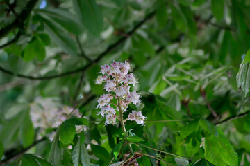 Flores de castaño de indias