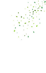 Green Foliage Tree Vector White Background.