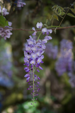 Racimo de flor de glicinia