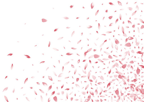 Transparent Sakura Petal Vector White Background.