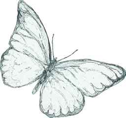 Aluminium Prints Butterflies in Grunge A pencil sketch of a butterfly. Craft illustration for invitations and cards. Drawing of an insect with wings. Image of an animal on a white background.