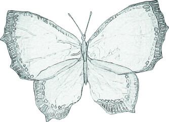 A pencil sketch of a butterfly. Craft illustration for invitations and cards. Drawing of an insect with wings. Image of an animal on a white background.