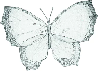 Aluminium Prints Butterflies in Grunge A pencil sketch of a butterfly. Craft illustration for invitations and cards. Drawing of an insect with wings. Image of an animal on a white background.