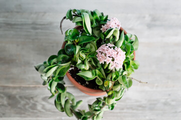 Hoya Carnosa Compacta Plant Flowering in Ceramic Pot on Wood Vintage Background