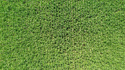 Obraz premium Verde