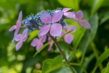 紫のガクアジサイ青い花芯