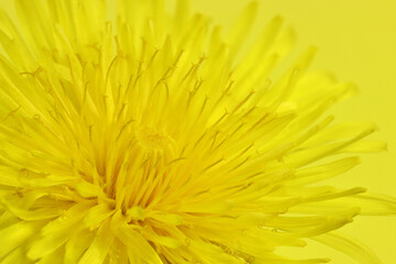 dandelion flower head against yellow background © Björn Wylezich