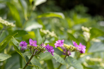 紫のガクアジサイ