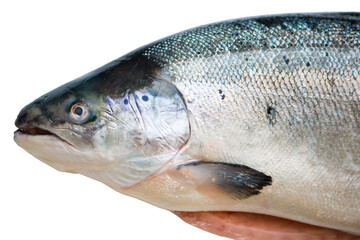 Norwegian Salmon on white background