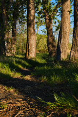 Path among trees and green grass, at sunset.