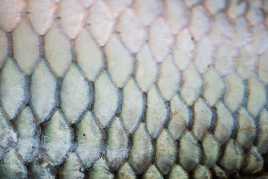 Closed up scale of Thai carp