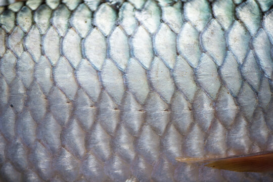 Closed up scale of Thai carp