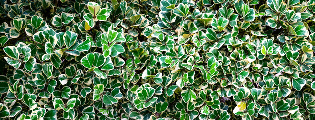 Panorama croton Green plant Leaves background.garden with tropical green leaf, contrast.