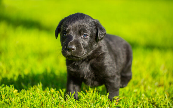 Young dogs of breed labrador close up. Labrador puppy, beautiful little dogs running around the green grass. Mowed lawn. Copy space for text, long banner.The concept of childhood friendship and games