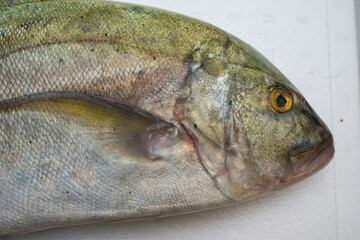 Caranx melampygus, Bluefin trevally or Black ulua on wood floor