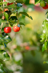 Wild cherries on a branch