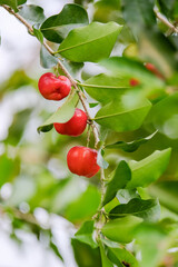 Wild cherries on tree