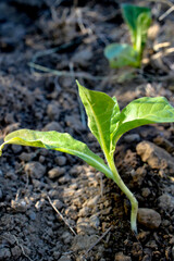 View of young watered green tobacco plant in field
