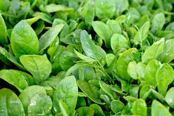 Young green seedling spinach on a field