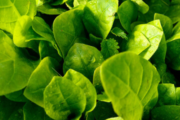 Young green seedling spinach on a field - obrazy, fototapety, plakaty