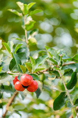 branch of a cherry