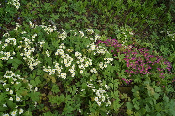 beautiful flowers in the summer garden