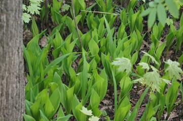 Obraz premium green leaves in the summer garden