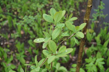 wet leaves in the summer garden