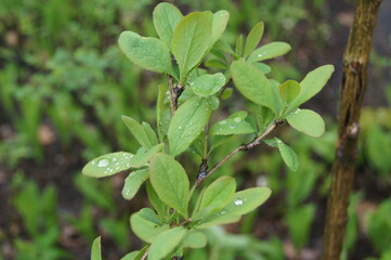 wet leaves in the summer garden