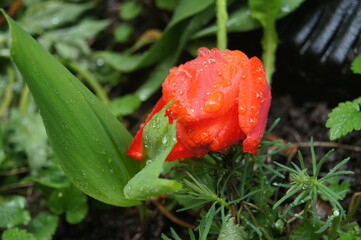tulip in the rain in the garden