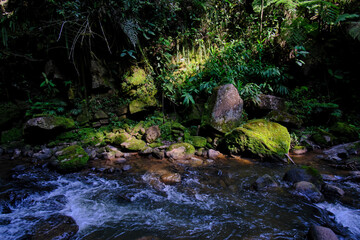 Naklejka na ściany i meble Interior of the central jungle of Peru, dense vegetation with rivers and waterfalls full of purity and tranquility.