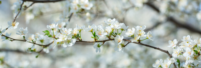 White flowers bloom in the trees. Spring landscape with blooming sakura tree. Beautiful blooming garden on a sunny day. Copy space for text.
