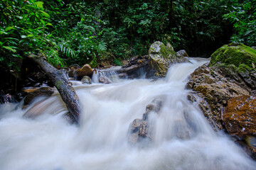 Interior of the central jungle of Peru, dense vegetation with rivers and waterfalls full of purity and tranquility.