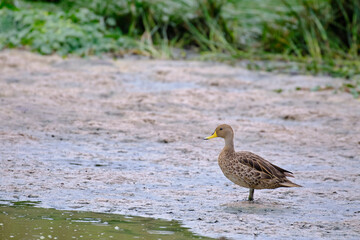 Yellow billed Pintail (Anas georgica) perched on the dry branches of an old bush in the rainforest.