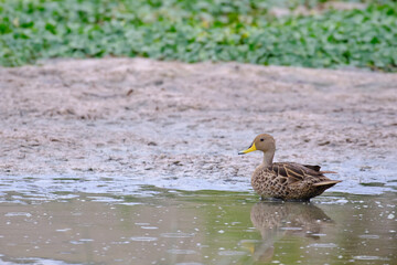 Yellow billed Pintail (Anas georgica) perched on the dry branches of an old bush in the rainforest.