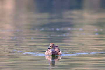 Yellow billed Pintail (Anas georgica), beautiful solitary specimen swimming over the lagoon and showing its reflection.