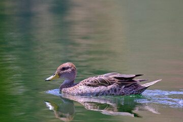 Yellow billed Pintail (Anas georgica), beautiful solitary specimen swimming over the lagoon and showing its reflection.