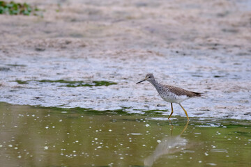 Lesser Yellowlegs (Tringa flavipes), sandpiper walking on the shore of a pond in search of food.